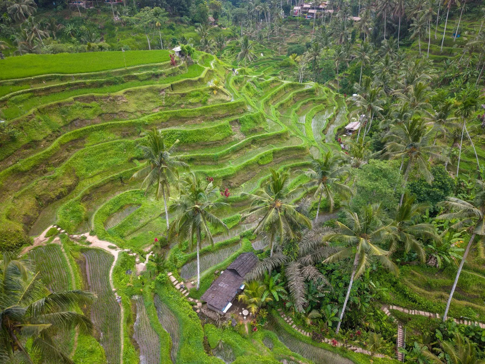 Rizières en terrasses verdoyantes autour d'Ubud à Bali