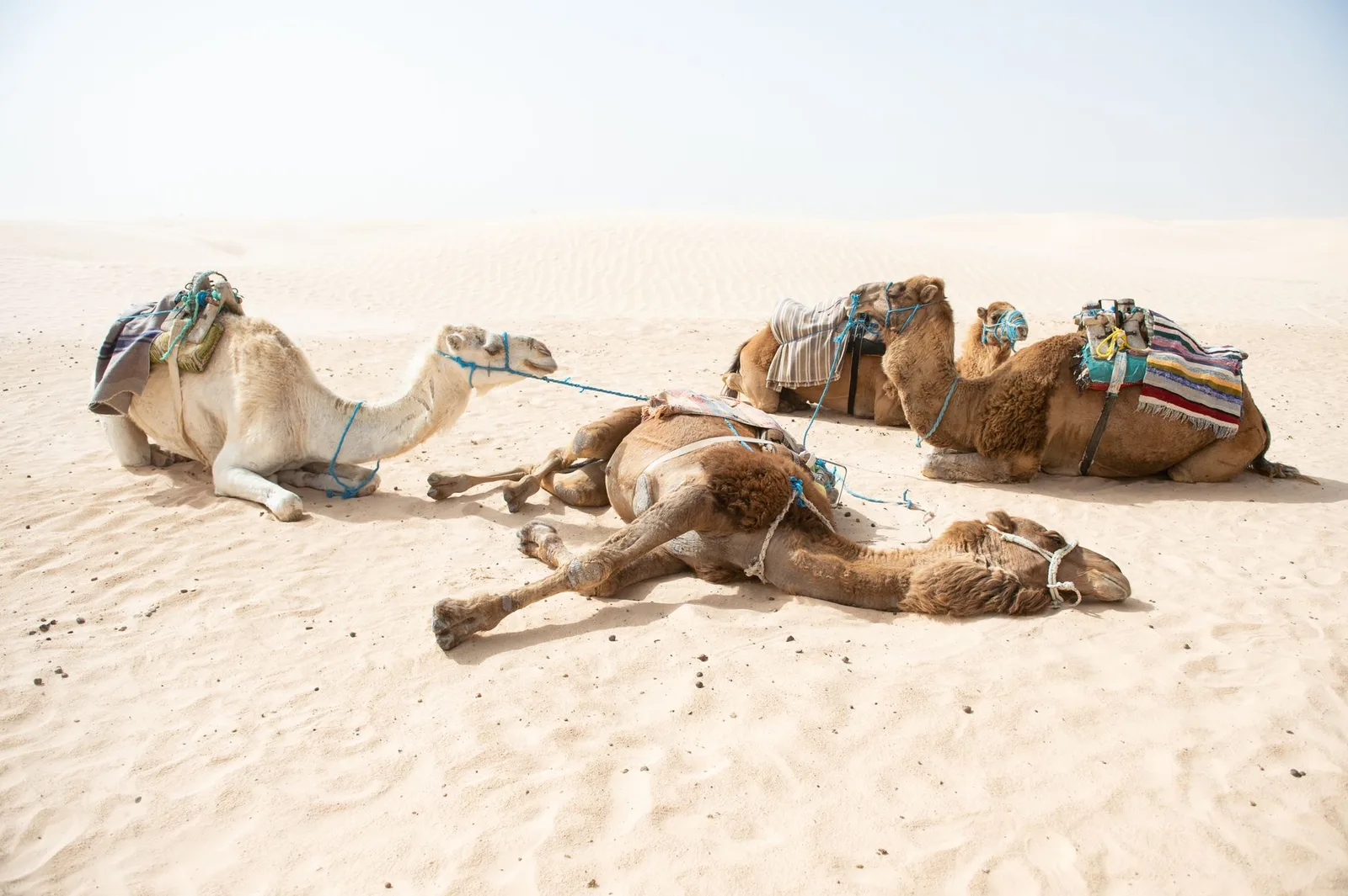Trois dromadaires au repos dans le désert de sable tunisien