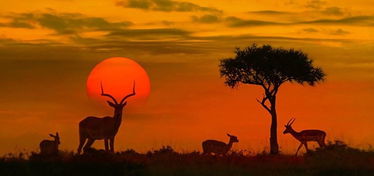 La tenue vestimentaire parfaite pour découvrir le Parc National Kruger