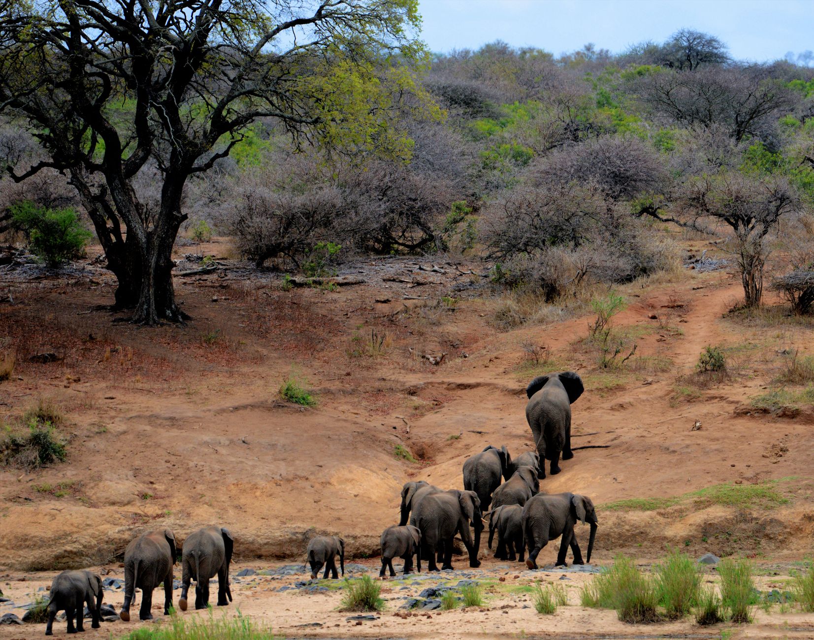Un troupeau d’éléphants traverse le parc Kruger