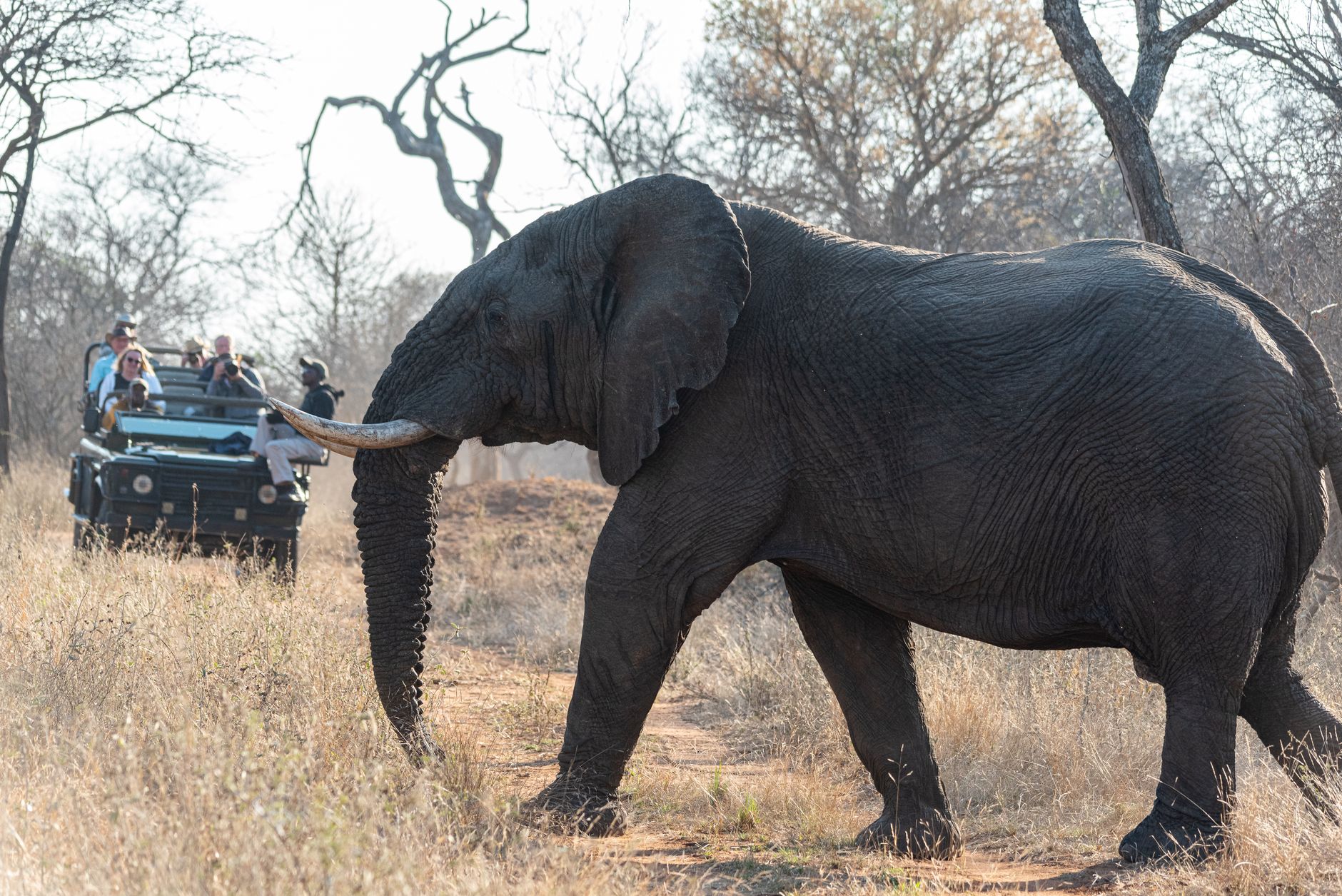 Un éléphant longe un véhicule de safari découvert dans la savane sud-africaine