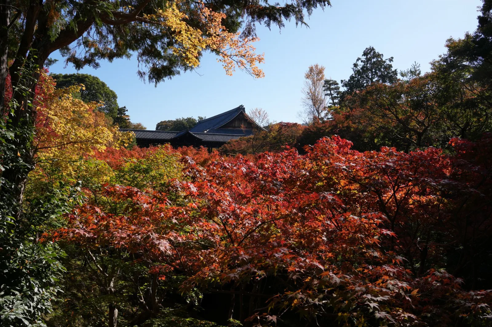 Érables rouges et orange devant le toit sombre du temple Tōfuku-ji à Kyoto