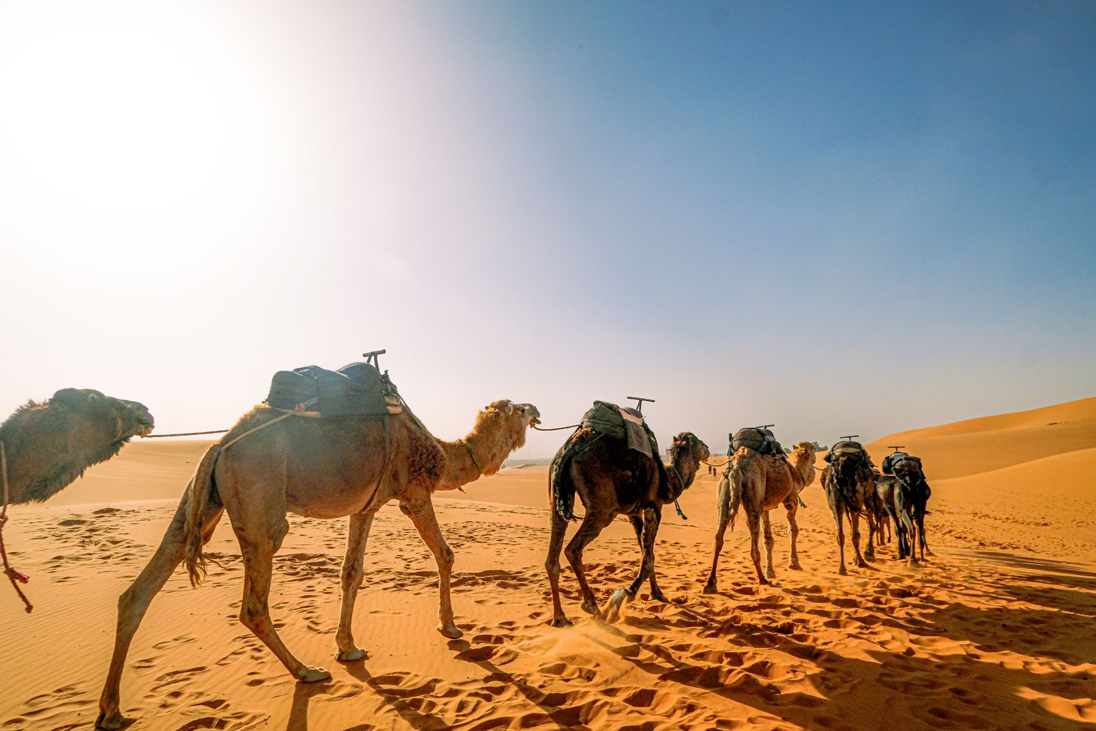 Caravane de chameaux traversant les dunes du Sahara sous un ciel dégagé