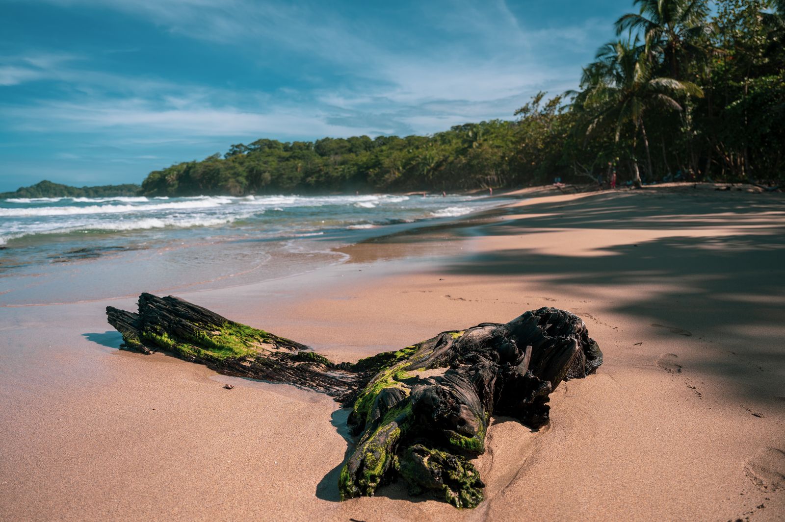 Plage de Puerto Viejo sur la côte caraïbe, tronc flotté et cocotiers