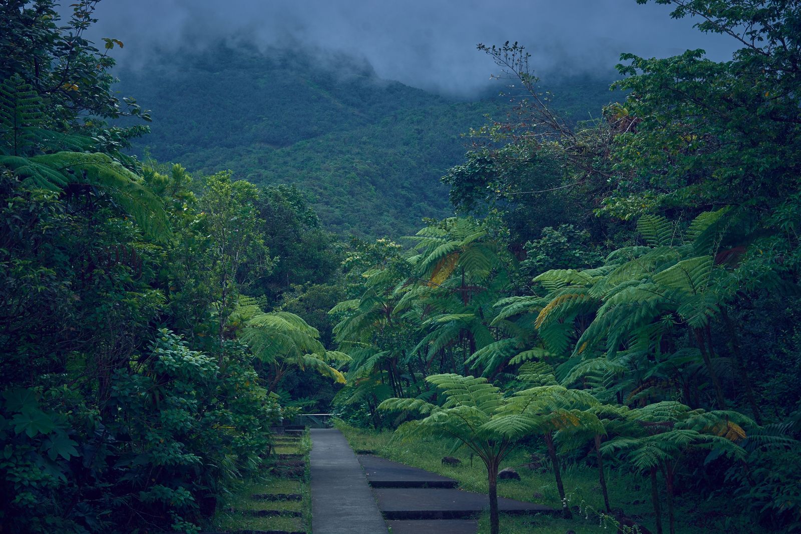 Allée pavée sous les fougères arborescentes, mornes de Guadeloupe pris dans la brume