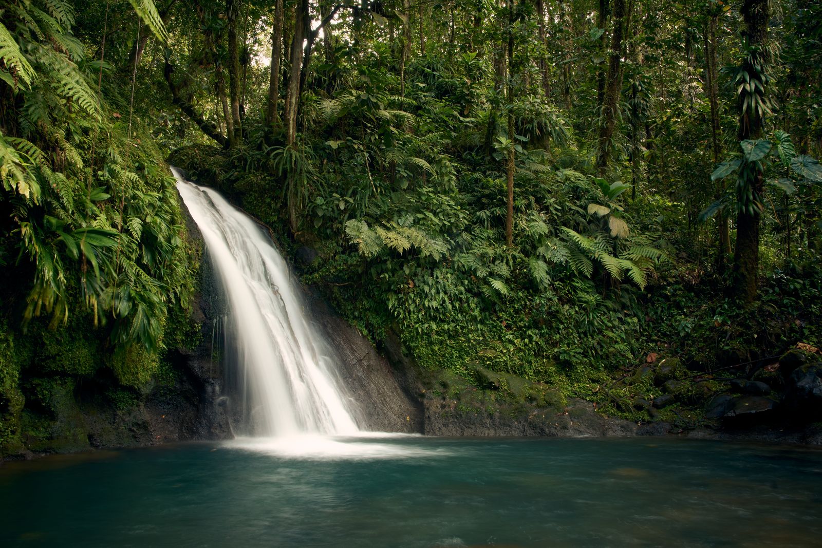 Cascade tombant dans un bassin au milieu de la forêt tropicale dense de Guadeloupe
