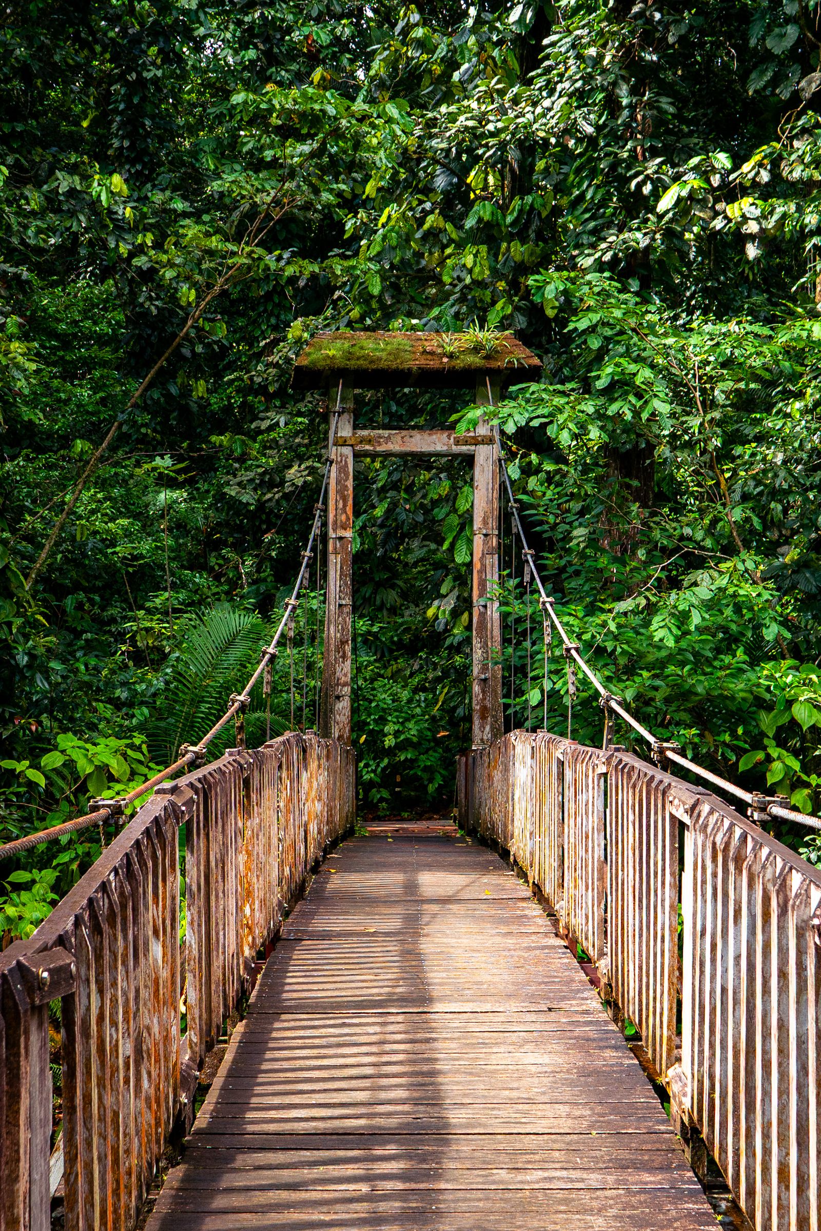 Passerelle suspendue en bois au milieu de la forêt humide de Guadeloupe