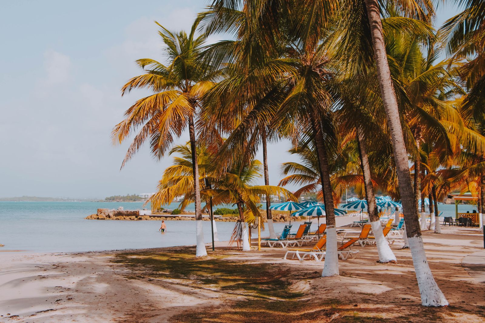 Plage de Guadeloupe bordée de cocotiers penchés, transats et parasols bleus sous un ciel voilé