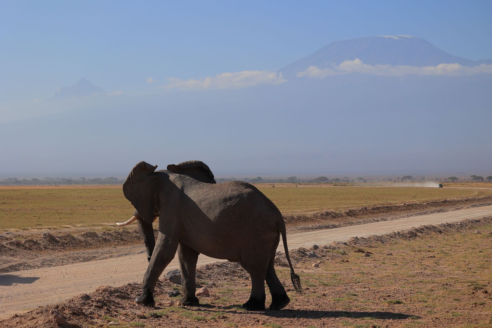 Éléphant sur une piste de terre, le Kilimandjaro dans la brume à l'arrière-plan, dans le comté de Kajiado