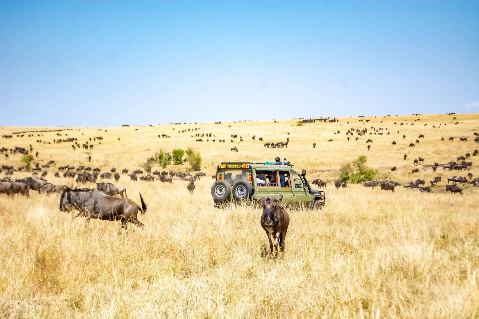 Véhicule de safari à toit ouvrant au milieu des gnous, dans l'herbe sèche du Masai Mara