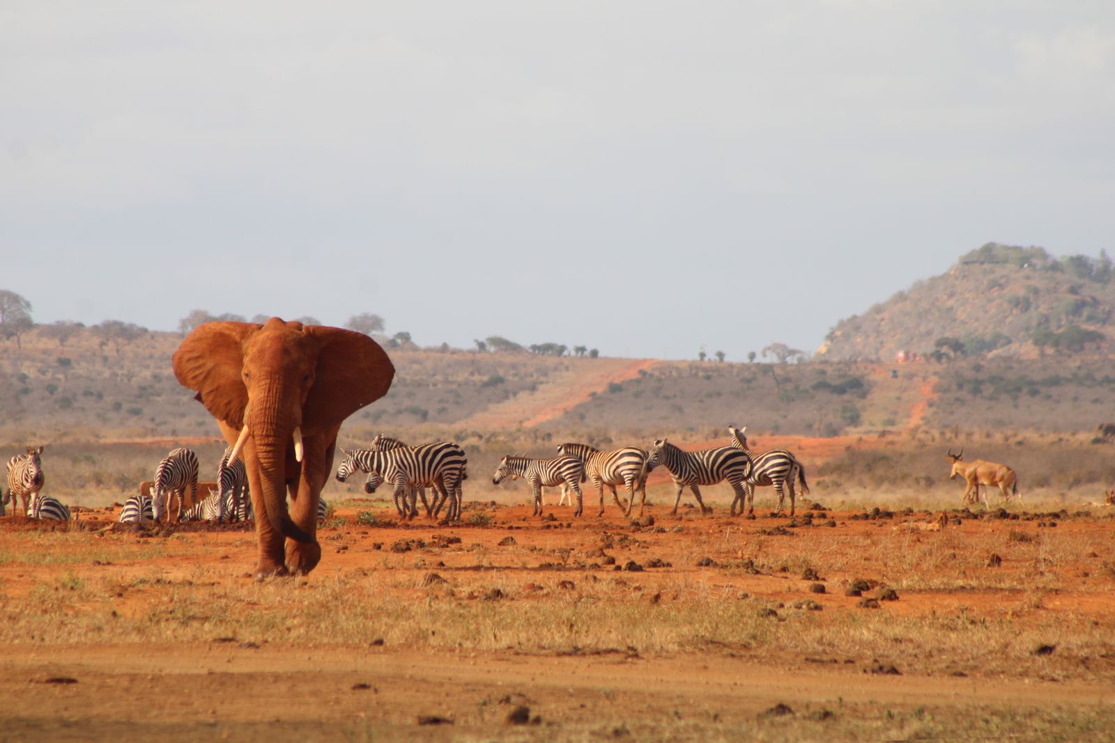 Éléphant couvert de poussière rouge et zèbres sur la terre rouge de Tsavo