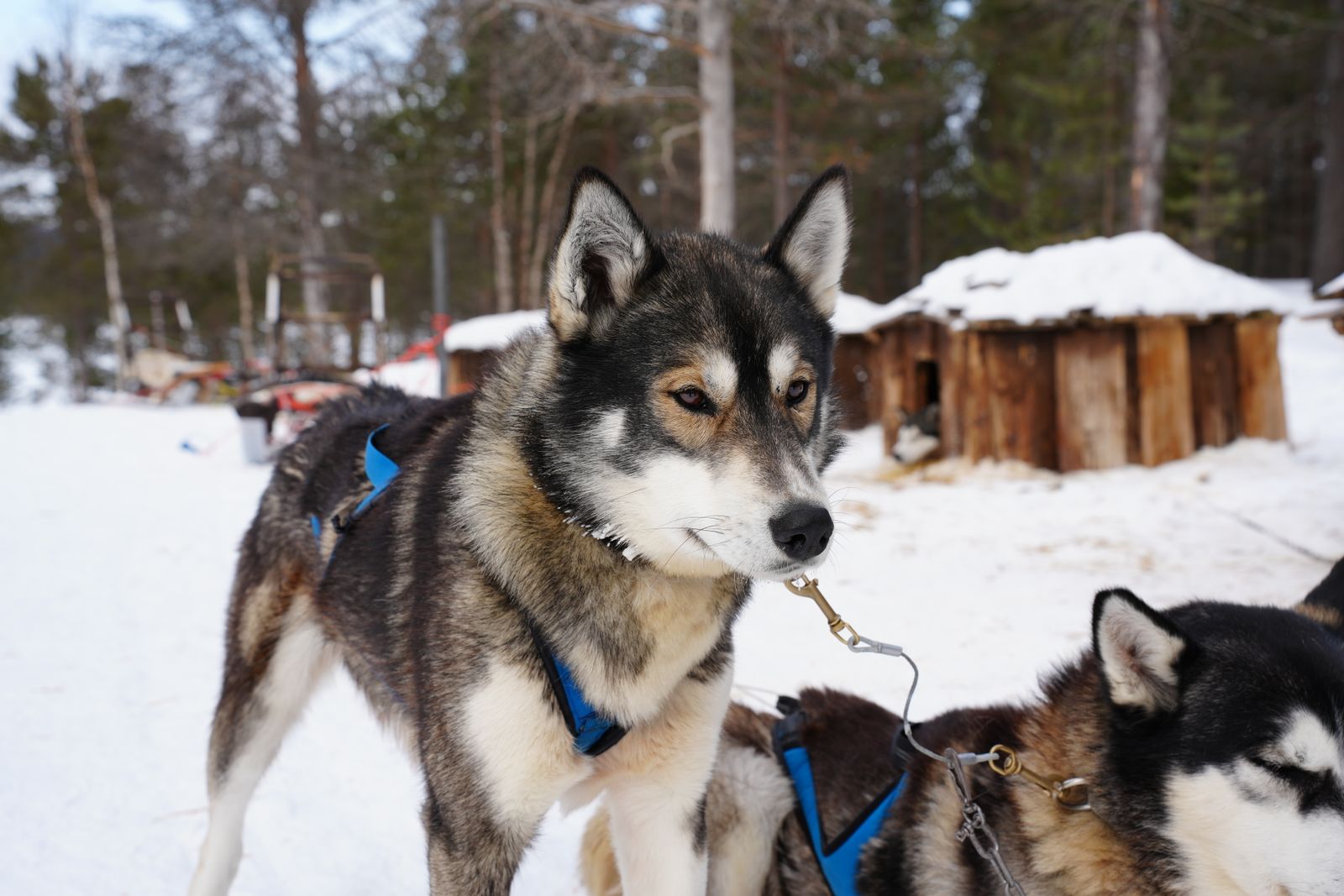 Chiens de traîneau harnachés devant des niches en bois à Jukkasjärvi