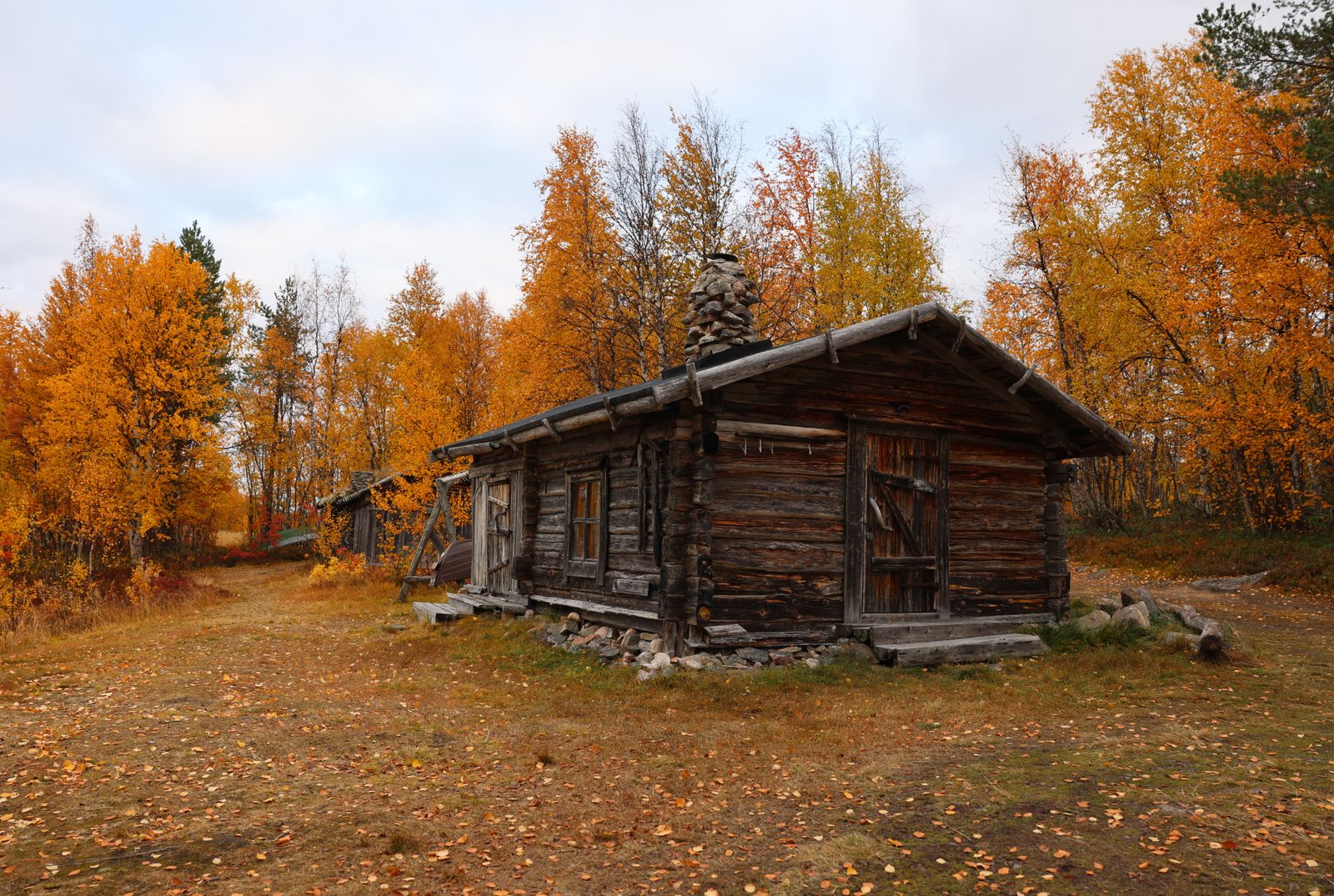 Cabane en rondins entourée de bouleaux orange à Muonio, en automne