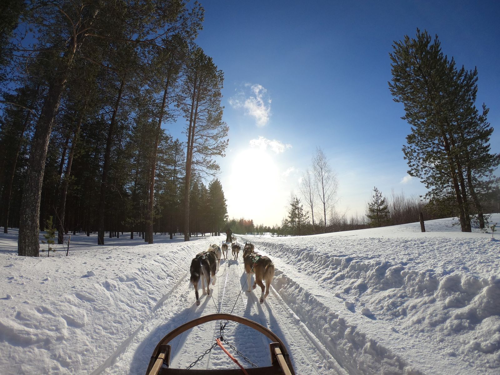 Attelage de chiens vu depuis le traîneau sur une piste enneigée près de Rovaniemi, soleil bas