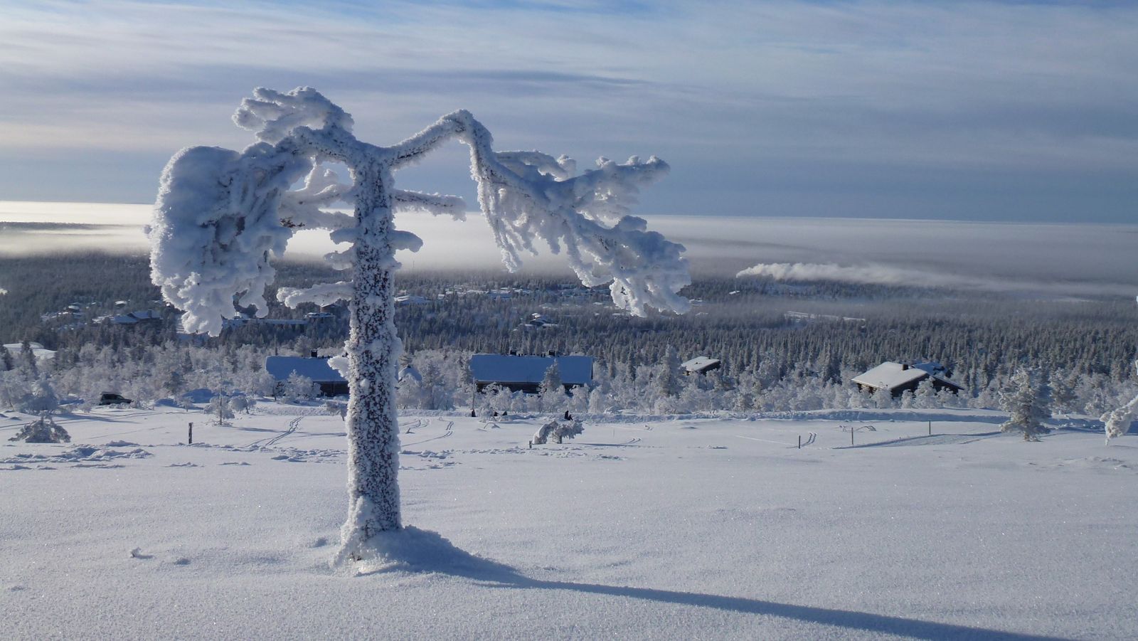 Arbre couvert de givre et de neige à Saariselkä, devant quelques maisons
