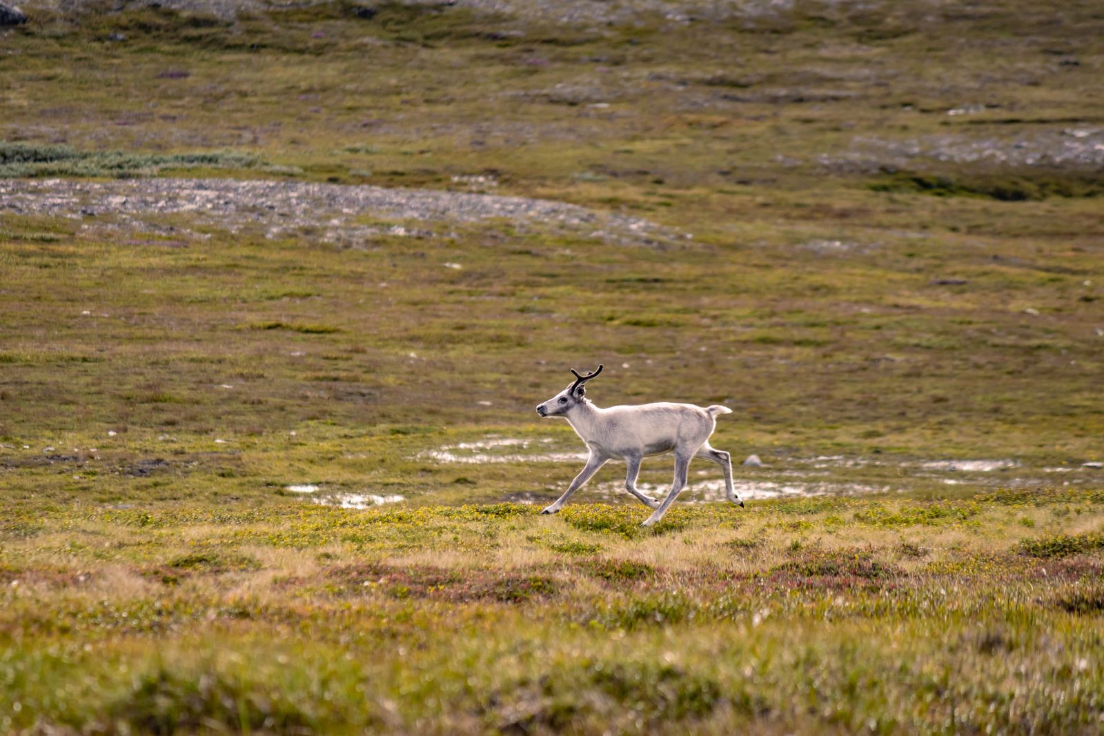 Renne blanc sur une toundra verte et brune en Laponie, sans neige