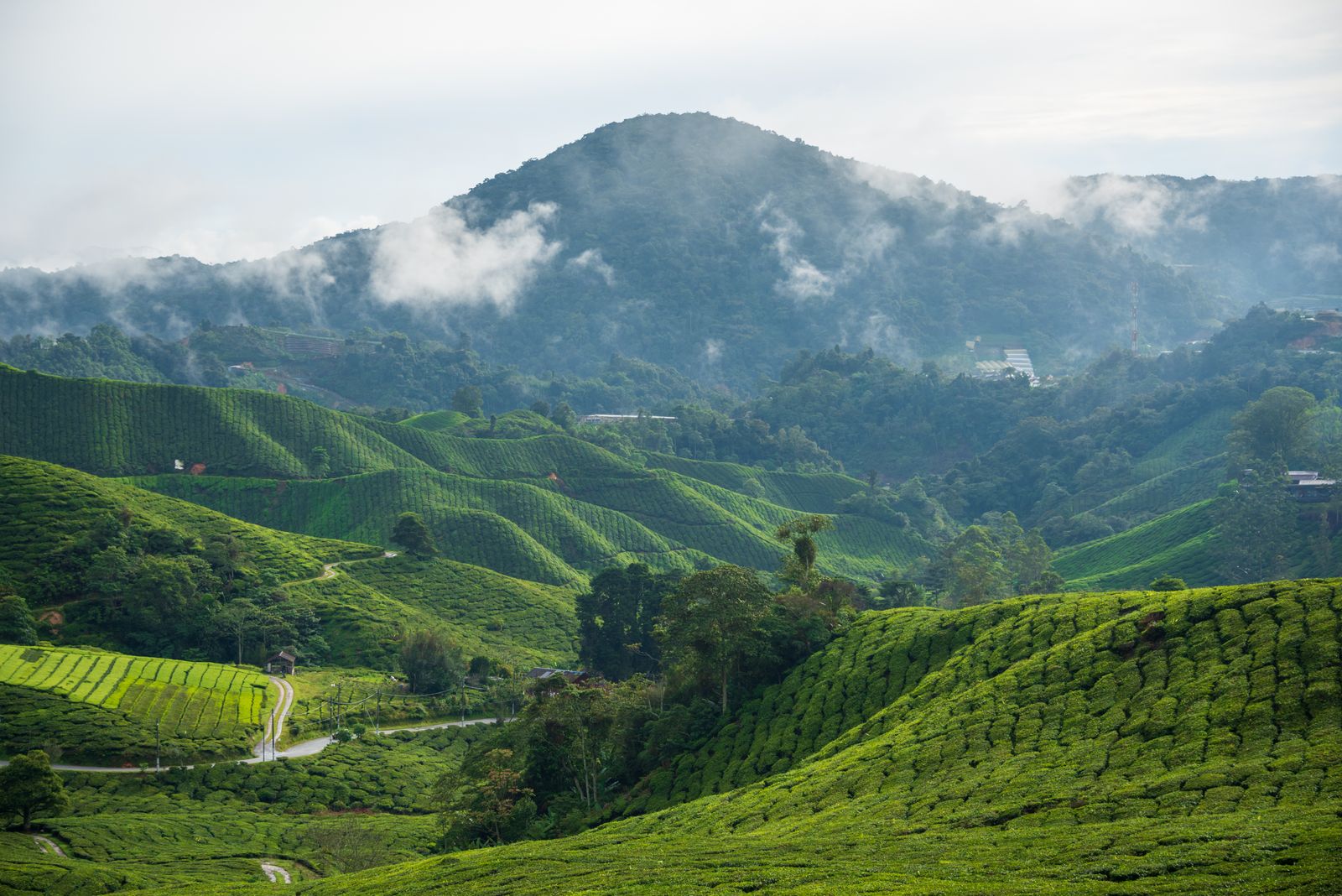 Les rangs de théiers des Cameron Highlands sous un ciel couvert, la brume accrochée aux sommets