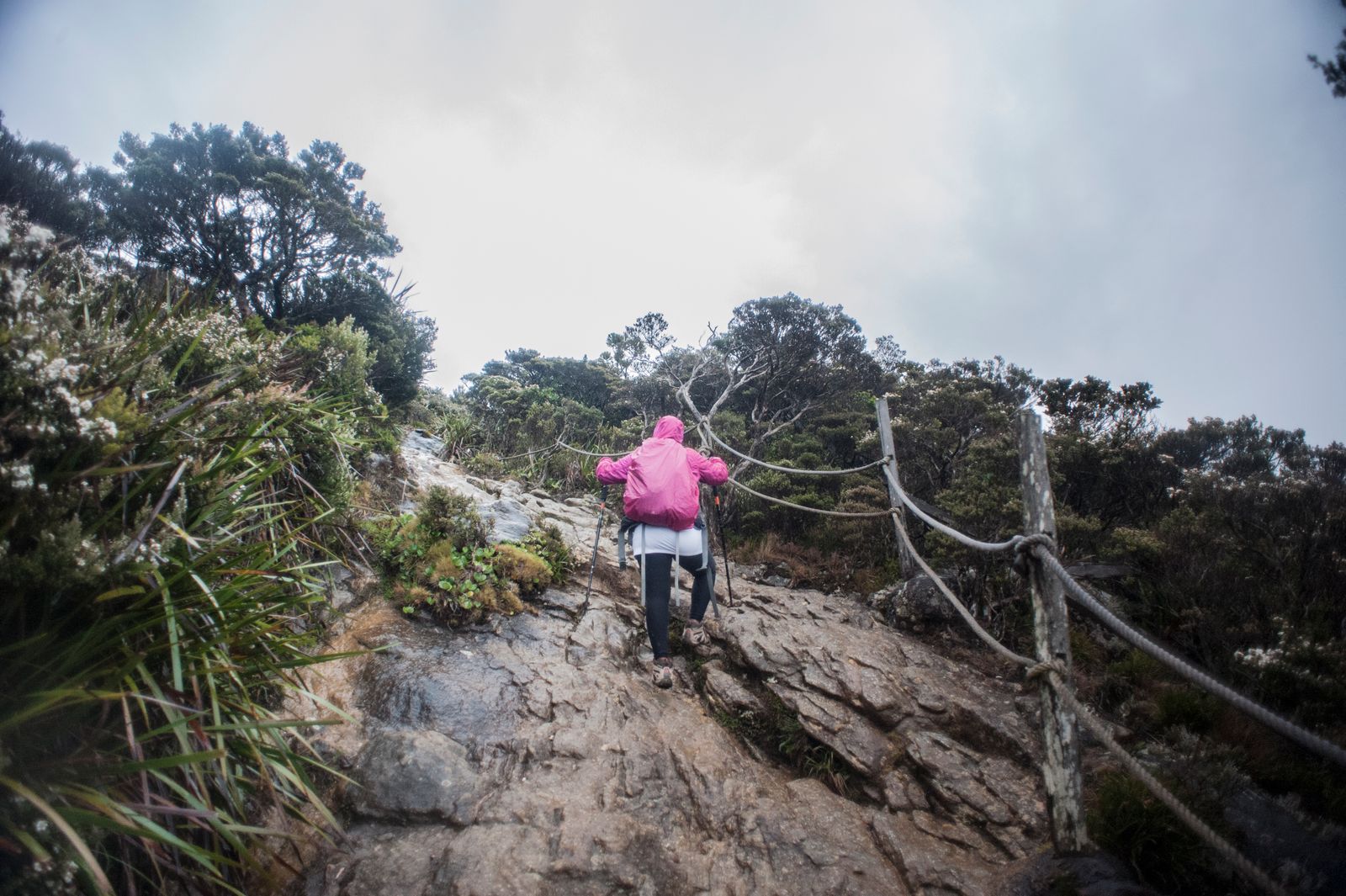 Une randonneuse en haut rose grimpe une dalle rocheuse le long d'une corde, dans la brume du mont Kinabalu