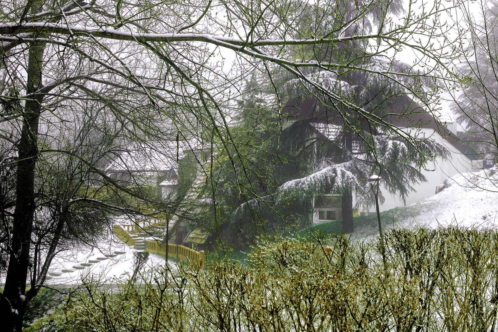 Arbres chargés de neige dans la forêt d'Ifrane