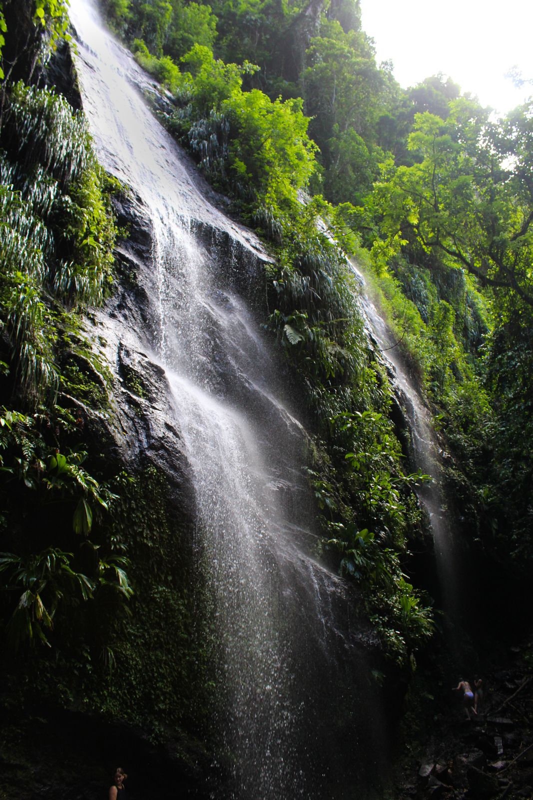 Cascade le long d'une paroi couverte de végétation, dans la forêt tropicale de Martinique