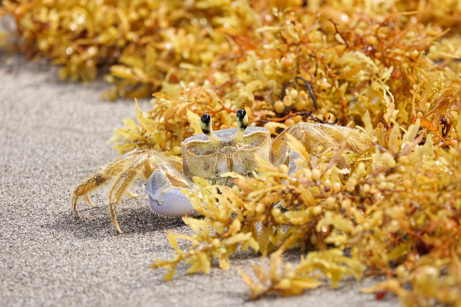 Crabe fantôme sur le sable, au milieu d'algues brunes échouées sur une plage de Martinique