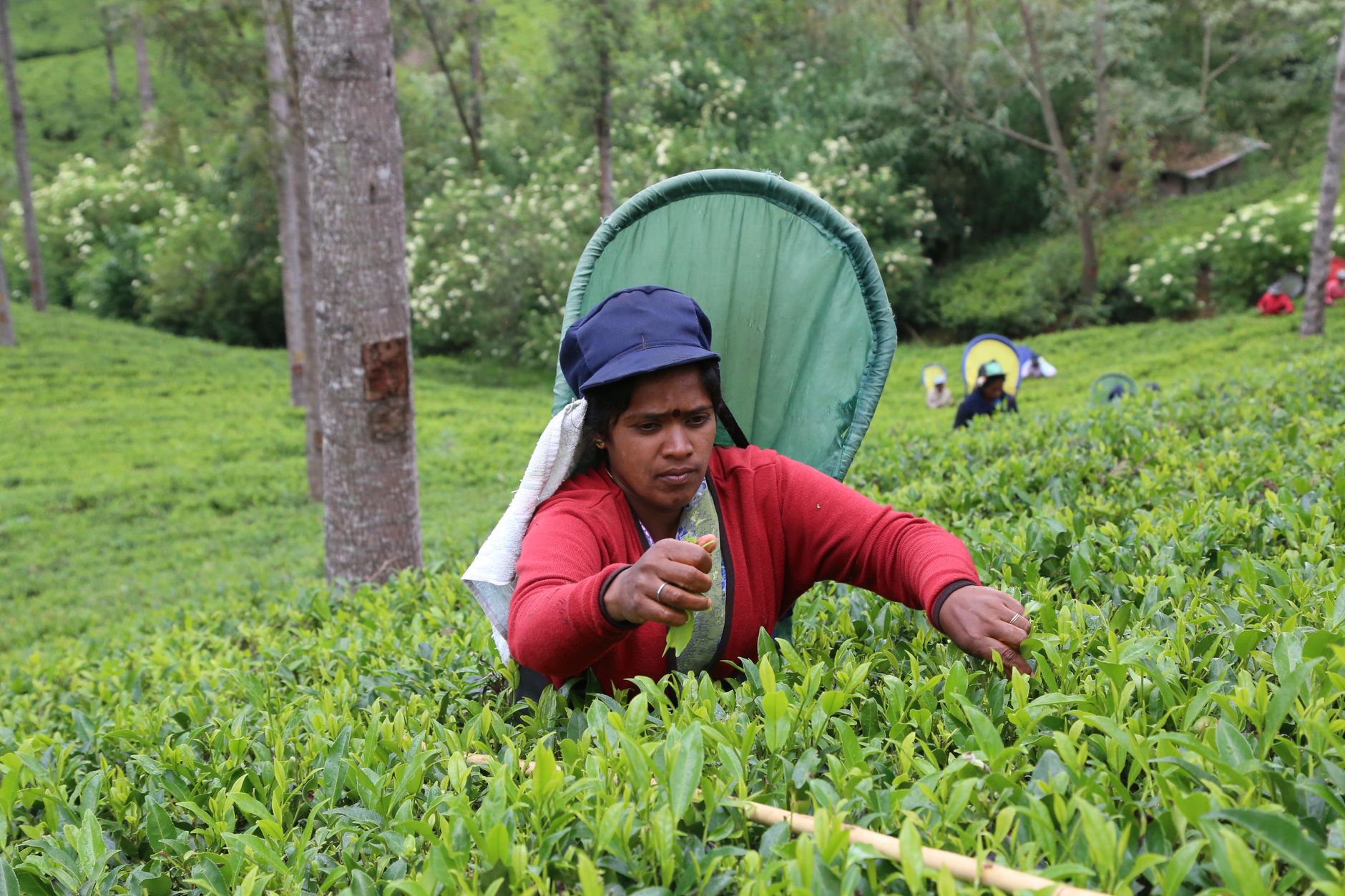 Une cueilleuse de thé en manches longues et foulard dans les champs de Nuwara Eliya