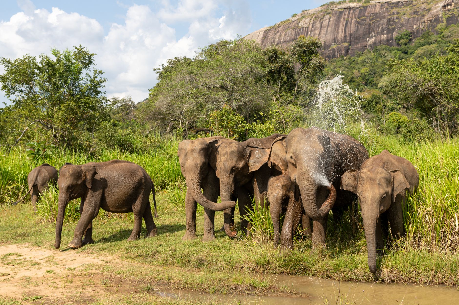 Un groupe d'éléphants d'Asie rassemblés à un point d'eau au Sri Lanka