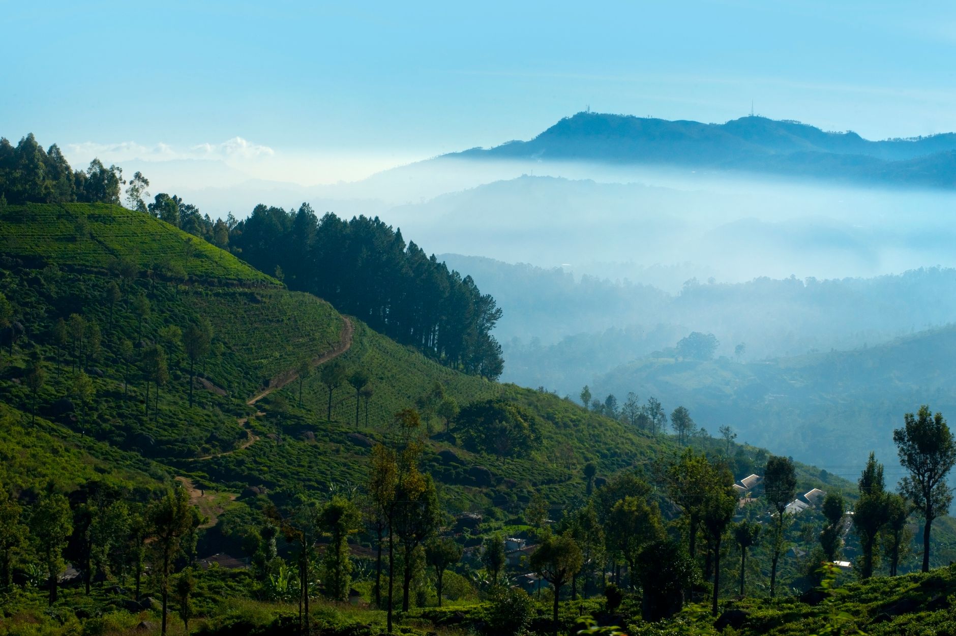 Les plantations de thé de Nuwara Eliya noyées dans la brume d'un matin sri-lankais
