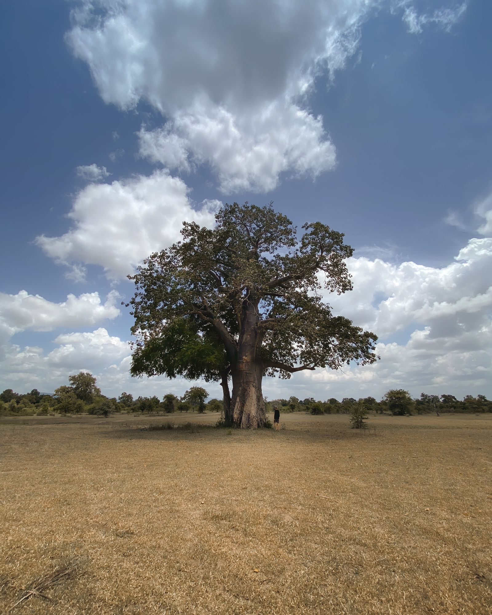 Baobab isolé dans une savane d'herbe rase et sèche, en Tanzanie