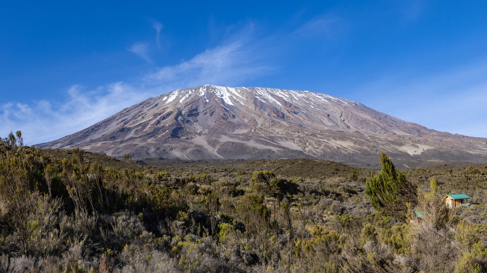 Sommet enneigé du Kilimandjaro sous un ciel bleu, au-dessus d'une lande d'arbustes