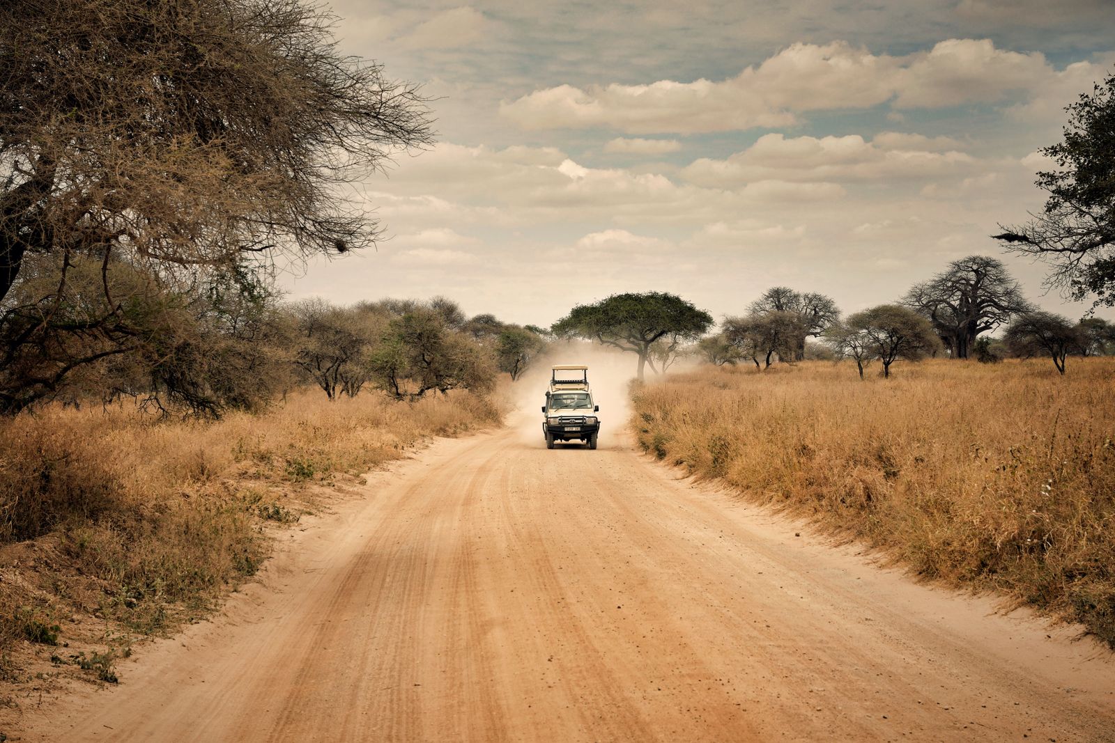 Véhicule de safari sur une large piste de terre claire, entre des herbes sèches et des acacias, en Tanzanie