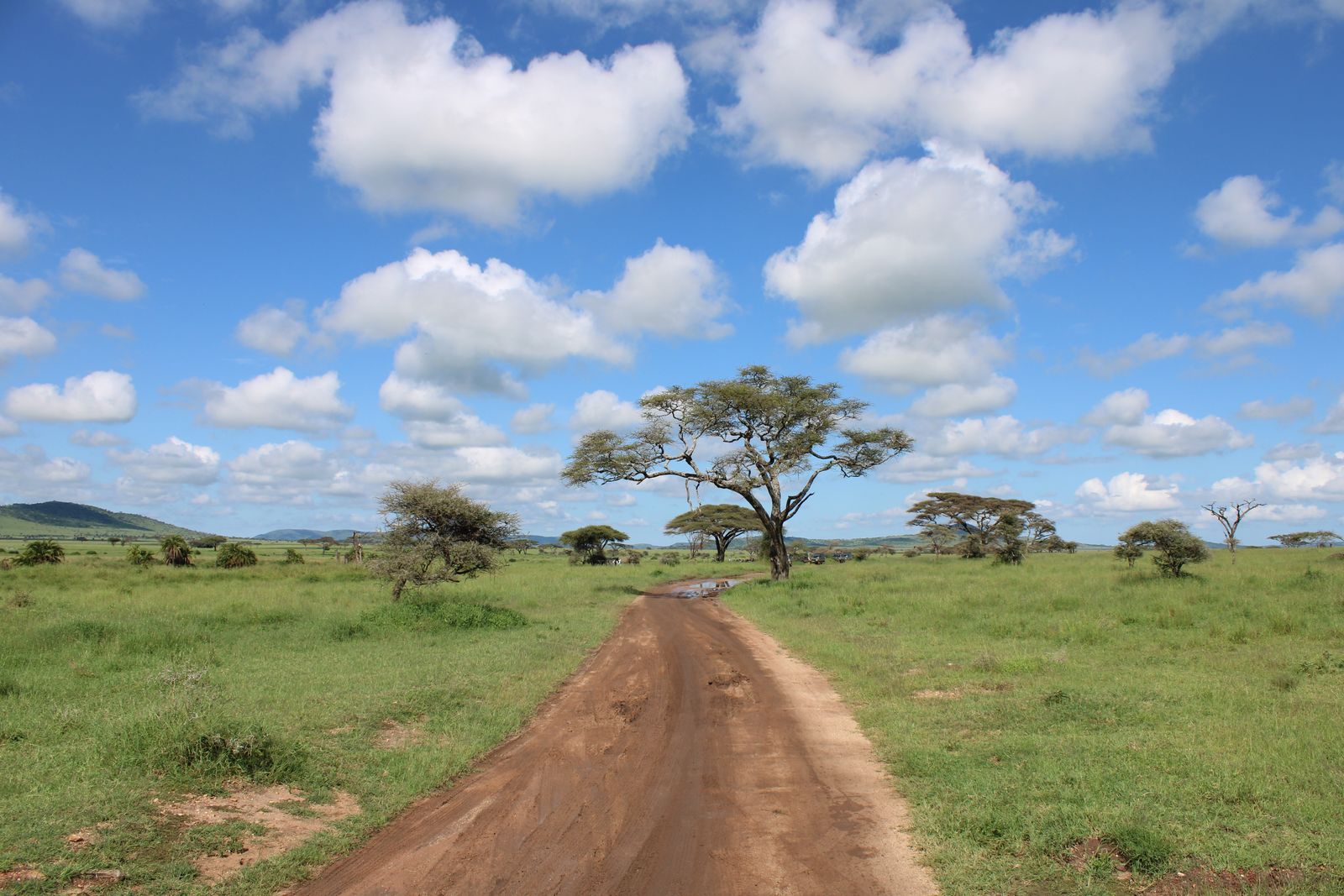 Piste de terre rouge à travers une plaine d'herbe verte et d'acacias dans le Serengeti, sous un ciel à cumulus
