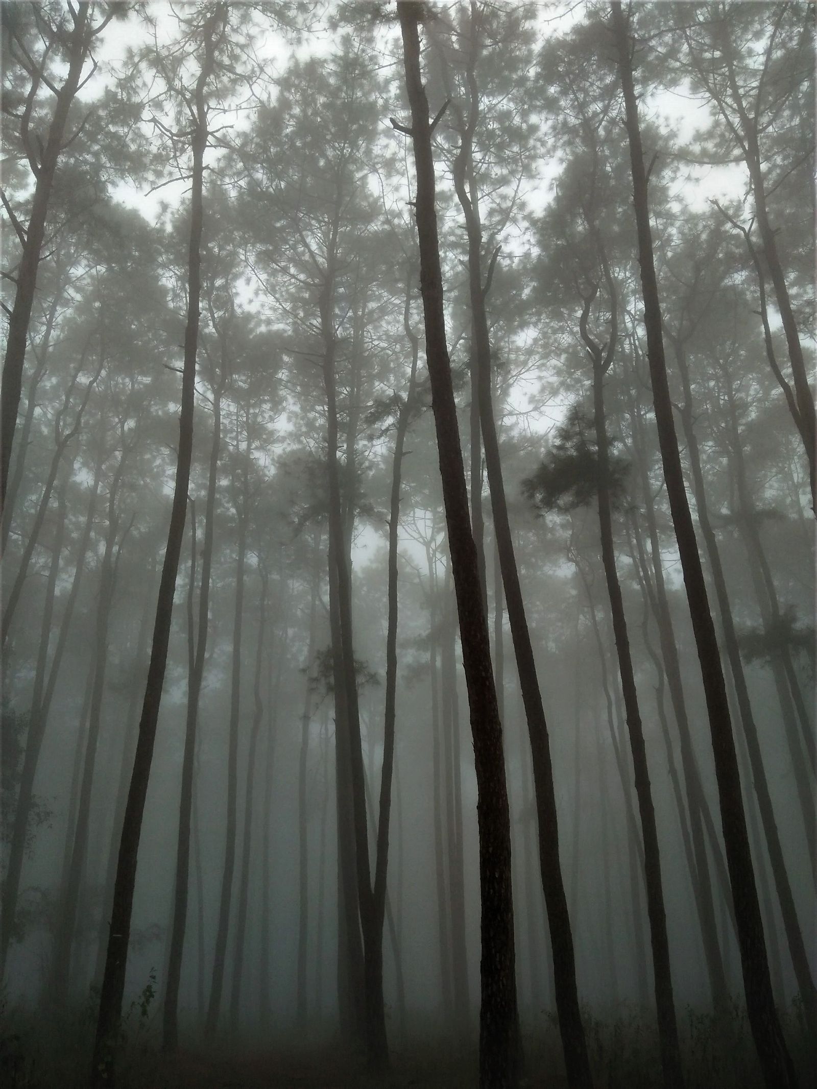 Forêt de pins dans le brouillard au Doi Inthanon