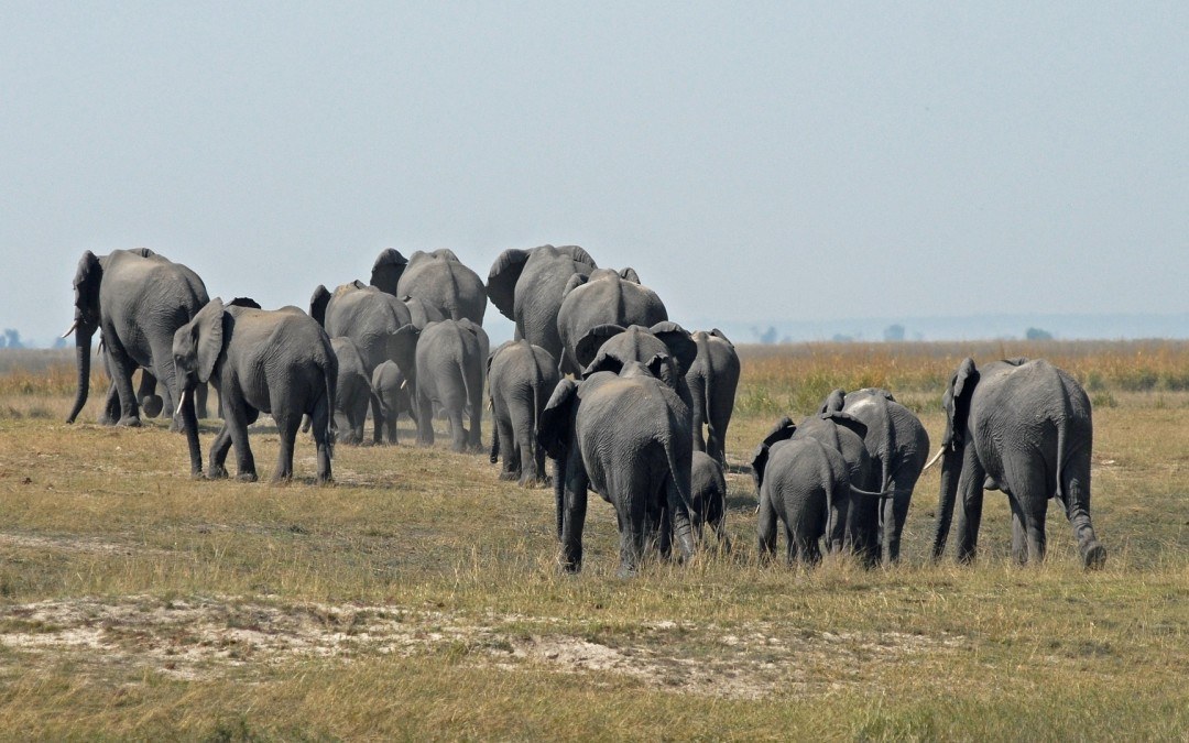 Voyage au Botswana : les meilleurs vêtements de voyage à sélectionner