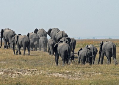 Voyage au Botswana : les meilleurs vêtements de voyage à sélectionner