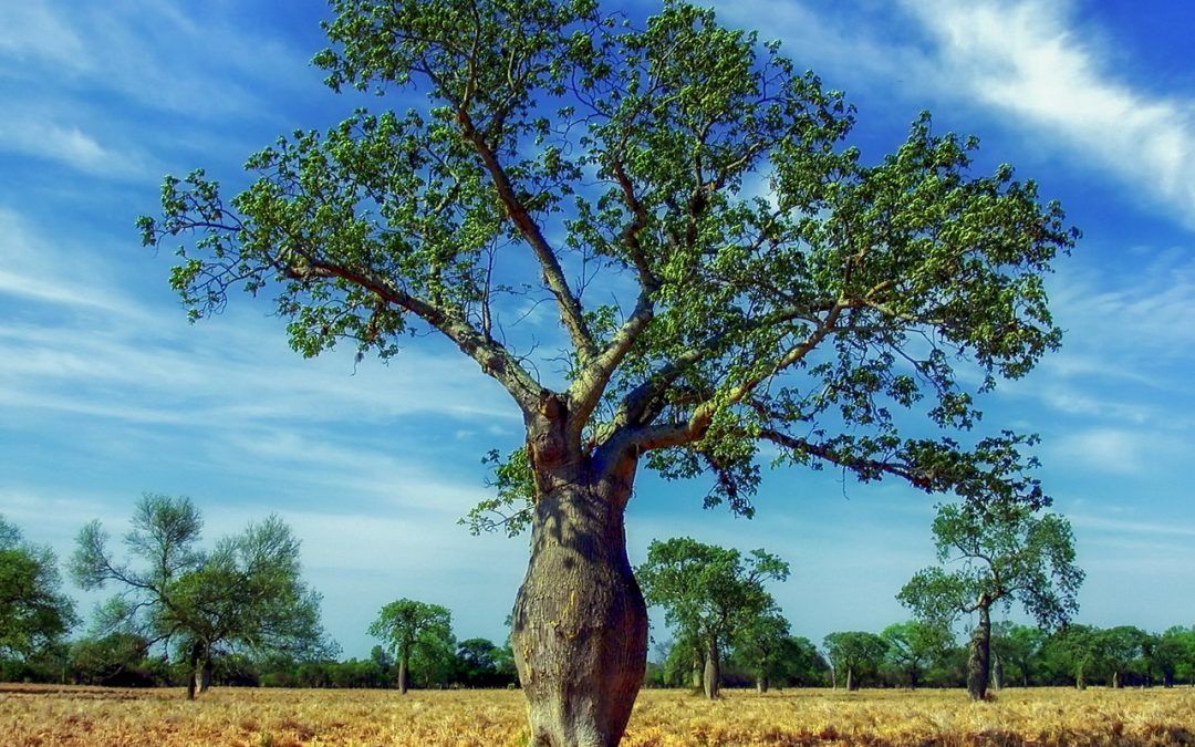 Les bons vêtements pour le Paraguay