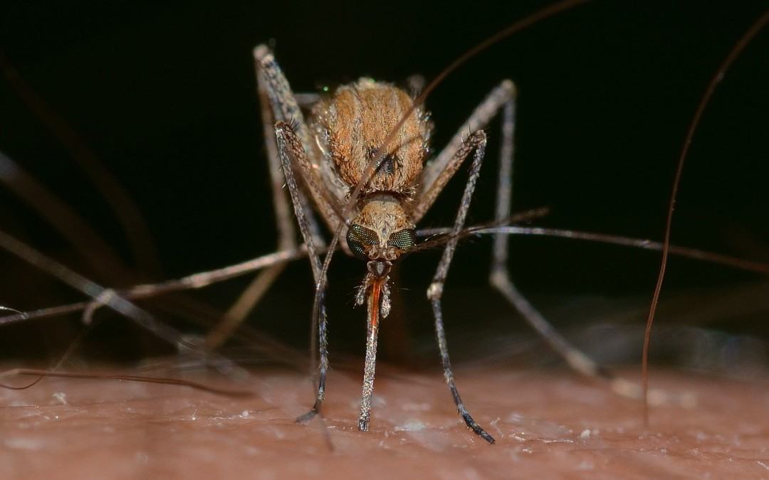 Vêtements anti moustique : un procédé naturel et biologique !