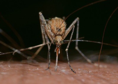 Vêtements anti moustique : un procédé naturel et biologique !